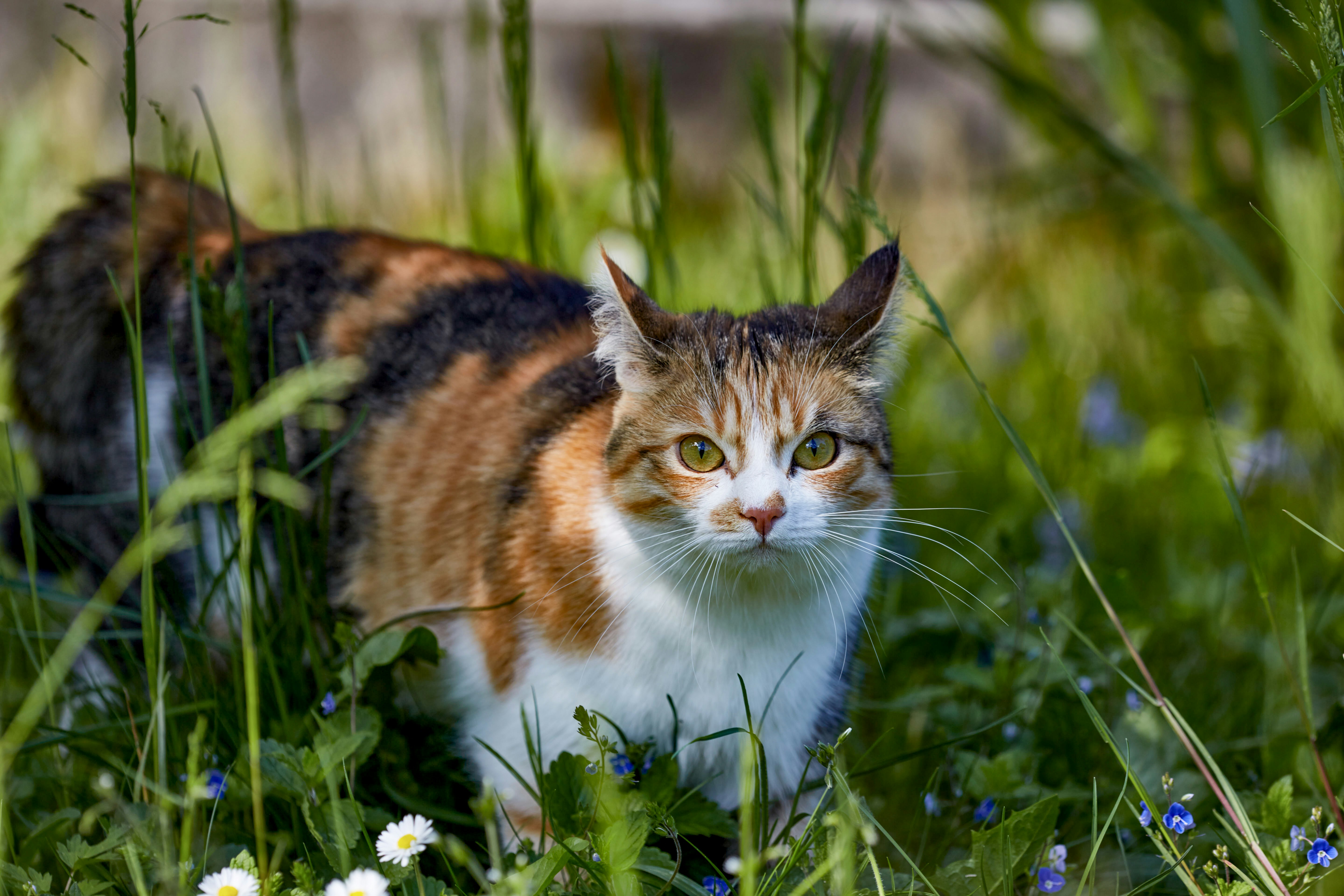 brown white and black cat on purple flower field during daytime